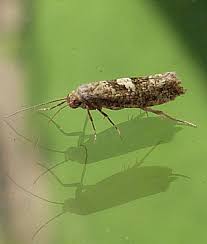 Attēlu rezultāti vaicājumam “Acrolepiopsis assectella”