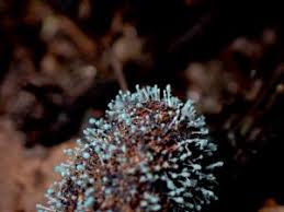 Attēlu rezultāti vaicājumam “Penicillium vulpinum”