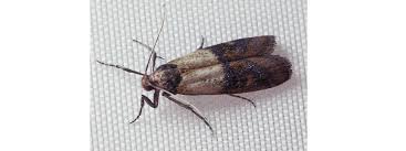 Attēlu rezultāti vaicājumam “Plodia interpunctella”