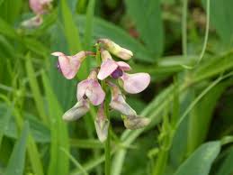 Attēlu rezultāti vaicājumam “Lathyrus sylvestris flower”