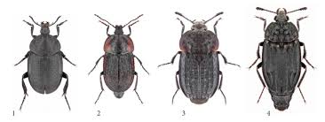 Attēlu rezultāti vaicājumam “Phosphuga atrata”