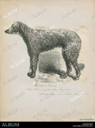 Attēlu rezultāti vaicājumam “Canis lupus familiaris”