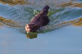 Attēlu rezultāti vaicājumam “Mustela vison”