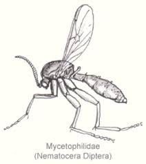Attēlu rezultāti vaicājumam “Mycetophilidae”