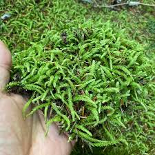 Attēlu rezultāti vaicājumam “Plagiothecium sp.”