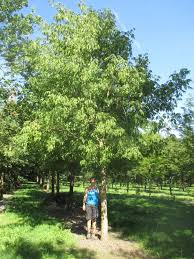 Attēlu rezultāti vaicājumam “Acer negundo”