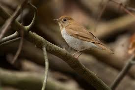 Image result for Catharus fuscescens