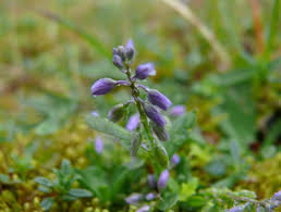 Attēlu rezultāti vaicājumam “Polygala amarella”