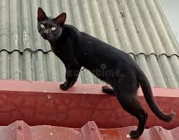 Attēlu rezultāti vaicājumam “Felis silvestris catus”