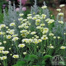 Attēlu rezultāti vaicājumam “Anthemis tinctoria”