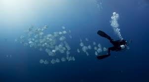 Image result for Scuba Skooling