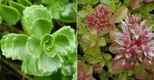 Attēlu rezultāti vaicājumam “Phedimus spurius leaf”