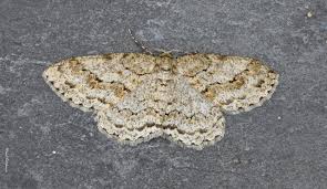 Attēlu rezultāti vaicājumam “Ectropis crepuscularia”