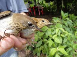 Image result for Catharus fuscescens