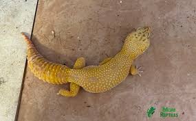 Image result for gravidity leopard gecko