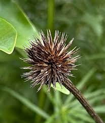 Attēlu rezultāti vaicājumam “Echinacea purpurea bud”