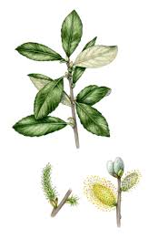 Attēlu rezultāti vaicājumam “Salix cinerea leaf”