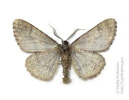 Attēlu rezultāti vaicājumam “Cleora cinctaria”