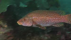 Image result for Labrus bergylta