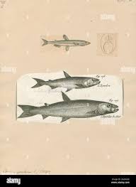 Image result for Osmerus eperlanus