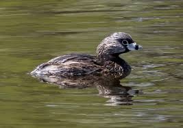 Image result for Podilymbus podiceps