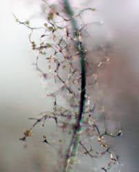 Attēlu rezultāti vaicājumam “Symphytocarpus flaccidus stalked”