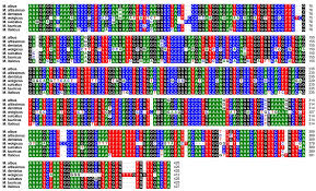 Attēlu rezultāti vaicājumam “Melilotus wolgicus”