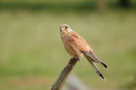 Attēlu rezultāti vaicājumam “Falco tinnunculus”