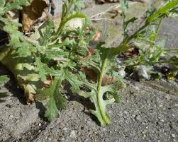 Attēlu rezultāti vaicājumam “Senecio viscosus”