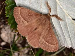 Attēlu rezultāti vaicājumam “Lasiocampa trifolii male”