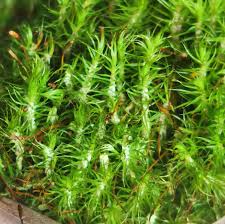 Attēlu rezultāti vaicājumam “Campylopus pyriformis”