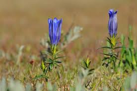 Attēlu rezultāti vaicājumam “Gentiana pneumonanthe”