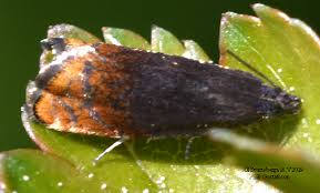 Attēlu rezultāti vaicājumam “Pammene rhediella”