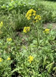 Attēlu rezultāti vaicājumam “Sisymbrium loeselii”