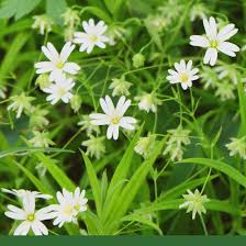 Attēlu rezultāti vaicājumam “Stellaria crassifolia”