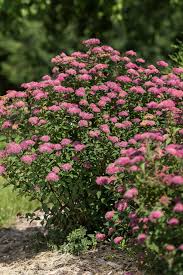 Attēlu rezultāti vaicājumam “Spiraea”