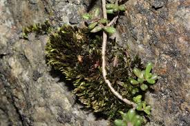 Attēlu rezultāti vaicājumam “Bryum bimum”