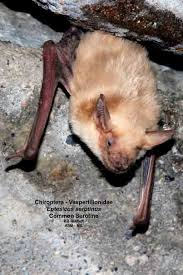 Attēlu rezultāti vaicājumam “Eptesicus serotinus”