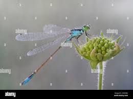 Attēlu rezultāti vaicājumam “Coenagrion armatum male”