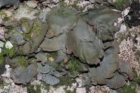 Attēlu rezultāti vaicājumam “Dermatocarpon miniatum”