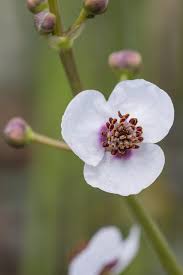 Attēlu rezultāti vaicājumam “Sagittaria sagittifolia”
