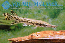 Image result for Atractosteus spatula