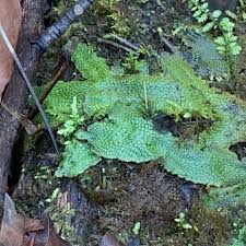 Attēlu rezultāti vaicājumam “Conocephalum salebrosum”