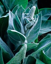 Attēlu rezultāti vaicājumam “Verbascum nigrum leaf”