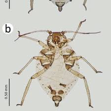 Attēlu rezultāti vaicājumam “Aphis confusa”