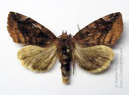 Attēlu rezultāti vaicājumam “Cosmia pyralina”