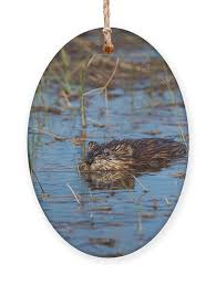 Attēlu rezultāti vaicājumam “Ondatra zibethicus”