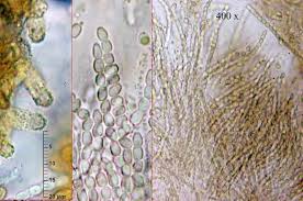Attēlu rezultāti vaicājumam “Hypocrea pulvinata”