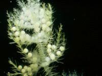 Attēlu rezultāti vaicājumam “Chara aspera male”