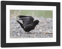 Image result for Melanocorypha yeltoniensis